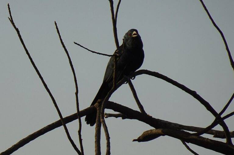 Exploring the Role of Lobbying in Election Campaign Financing