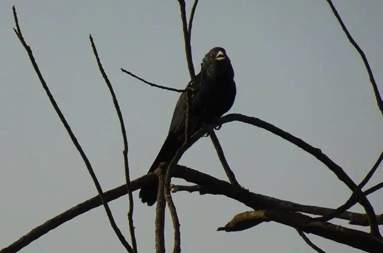 Exploring the Role of Lobbying in Election Campaign Financing